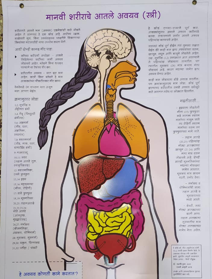 Human body puzzle - internal organs